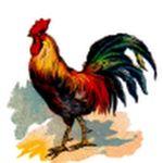 Profile Picture of Tahir Mahmood (@natural_village_food) on Instagram