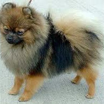 Profile Picture of Raul Ayllon (@RaulAyllon1) on Twitter