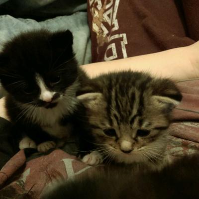 Profile Picture of Apryl (@apryl_williams) on Twitter