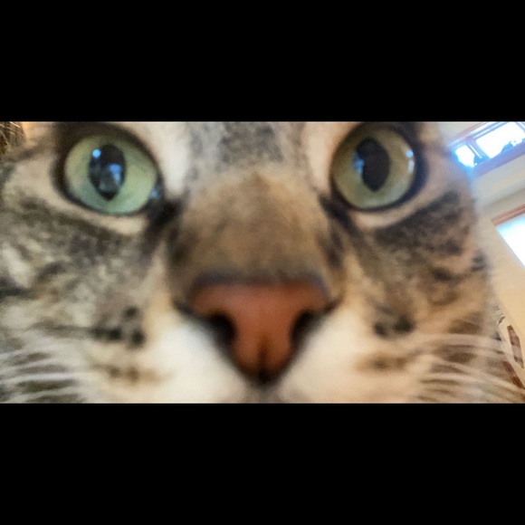 Profile Picture of Kayleigh Stuckart (@kayleighs235) on Poshmark