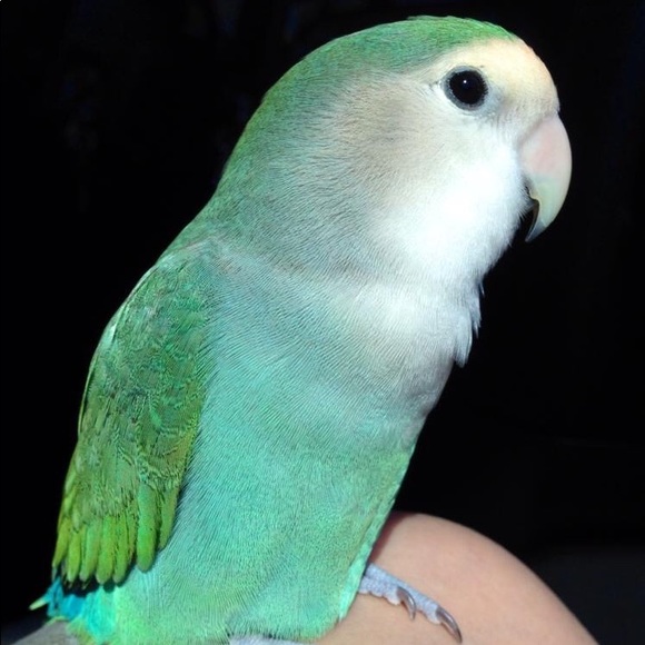 Profile Picture of Niphatta Klug (@benjo21) on Poshmark