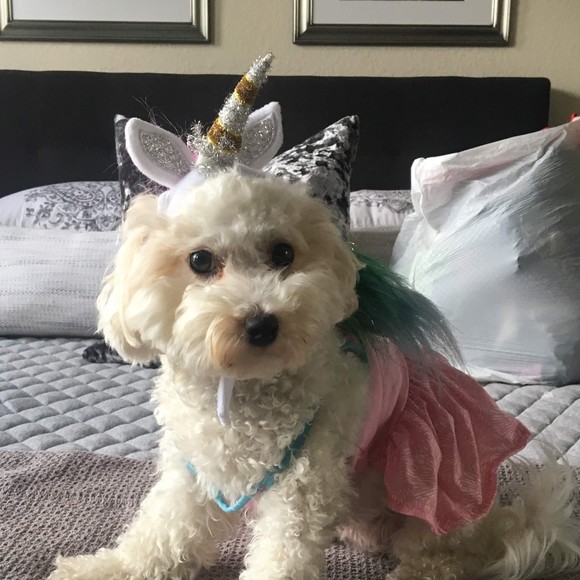 Profile Picture of Jennifer Perfilio (@the_lunicorn) on Poshmark