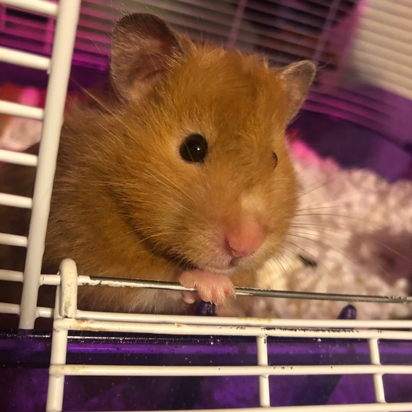 Profile Picture of Mercades Roberts (@mercadesroberts) on Poshmark