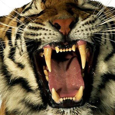 Profile Picture of Paul Grosvenor (@guvse) on Twitter