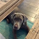 Profile Picture of Dennis Gates (@dennisgates1) on Instagram