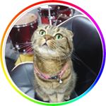 Profile Picture of Lisa Scottish Fold (@lisafoldish) on Instagram