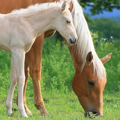 Profile Picture of Athena Wu (@WuAthena) on Twitter