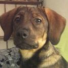 Profile Picture of Staci Whitlock (@staciwhitlock) on Pinterest