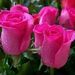 Profile Picture of Ritu Sethi (@riddhiguglani) on Pinterest