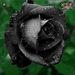 Profile Picture of Catherine (@catherineraper1) on Pinterest