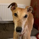 Profile Picture of Bailey Bananaface (@handsomebaileygrey) on Instagram