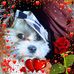 Profile Picture of Gabriele Engelbert (@gabriele.goetzke.9) on Facebook