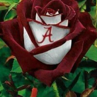 Profile Picture of Phyllis C Wiggins (@phylliscwiggins) on Twitter