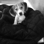 Profile Picture of Brandon Colborne (@brokenwolverine16) on Instagram