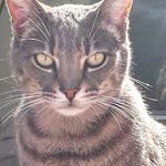 Profile Picture of The Cat Farmers (@tamichase) on Instagram