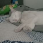 Profile Picture of raficampbell (@raficampbell855) on Instagram