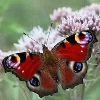 Profile Picture of Syed Bashir (@syedbashir1) on Twitter