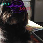 Profile Picture of Janet Laycock (@linjakennels) on Instagram