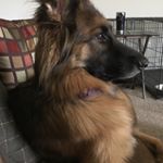 Profile Picture of Briar Grace Vom Huertahaus (@briargracethegsd) on Instagram