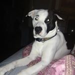 James Gaffey - Instagram Profile Picture of James Gaffey (@jimjoegaff) on Instagram