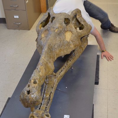Profile Picture of Andy Jones (@AJonesWithBones) on Twitter