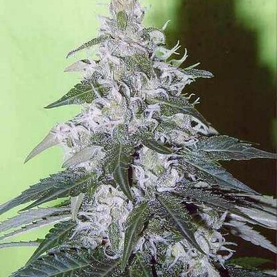 Profile Picture of Michael R. Cartier (@mcartier20) on Twitter