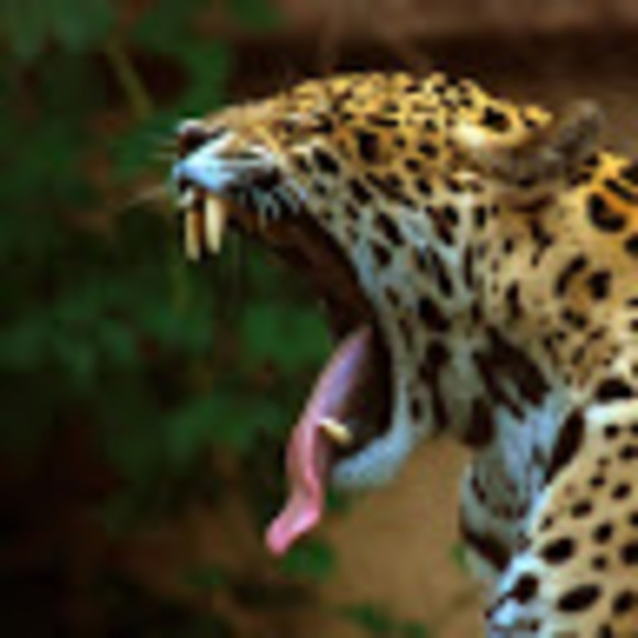 Profile Picture of Ej Fechner (@e1jaguar) on Poshmark