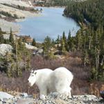 Profile Picture of Tyler Marshall (@coloradomountaingoat) on Instagram