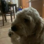 Profile Picture of Anthony Carlton (@balisongflippingcures_adhd) on Instagram