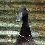 Profile Picture of David Harper (@davidfishguy) on Instagram