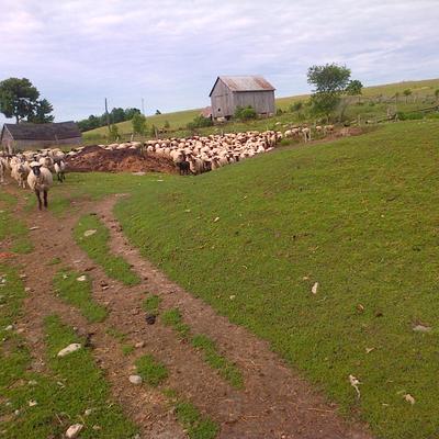 Profile Picture of Jacob Heffernan (@heff_shearing) on Twitter