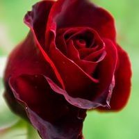 Profile Picture of Zahra Alizadeh (@zahra_alizadeh1) on Pinterest