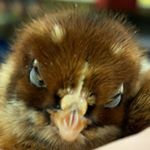 Chris Trammell - Instagram Profile Picture of Chris Trammell (@trammell3137) on Instagram