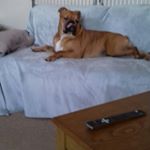 Profile Picture of david collinge (@maxisnotbag) on Instagram