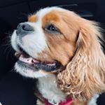 Profile Picture of Cavalier King Charles 