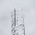 Jamie Duncanson - Instagram Profile Picture of Jamie Duncanson (@jamiedtothetee) on Instagram