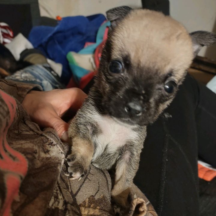 Profile Picture of (dwarfism)cutest puppie (@mrdwarfcutestpup) on Tiktok