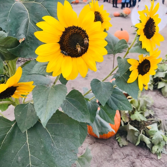 Profile Picture of Cecilia Robles (@ceci2908) on Poshmark