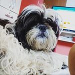 Profile Picture of Bob Watterson (@wattersom_2) on Instagram