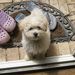 Profile Picture of Brenda Thomas (@brenthomas1) on Pinterest