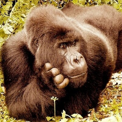 Profile Picture of Robert Alter (@silverbackfilm) on Twitter