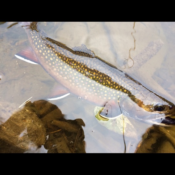 Profile Picture of Chris Introne (@chrissy6969) on Poshmark