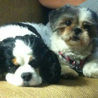 Profile Picture of A. Smith (@abcar0814) on Twitter