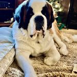 Profile Picture of Chad Linderman (@lindermanchad) on Instagram