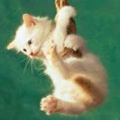 Profile Picture of Nancy Grayson (@nancygrayson5) on Twitter
