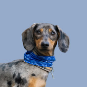 Profile Picture of Igor Polyakov (@igorpolyakov4489) on Youtube