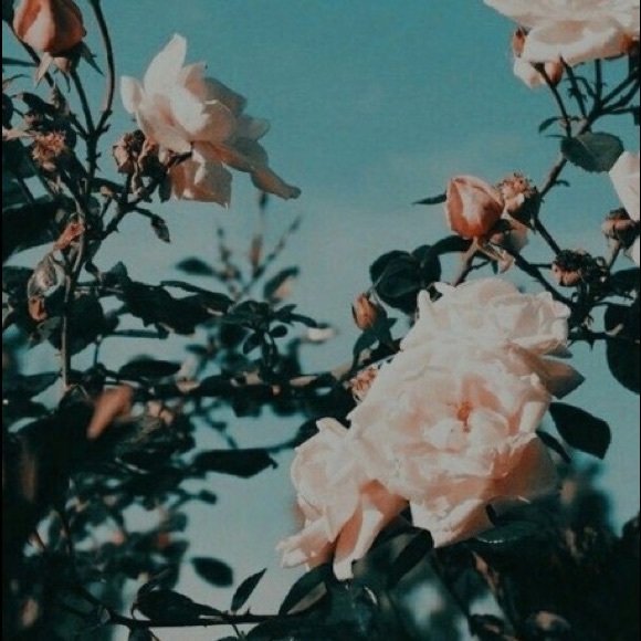 Profile Picture of Marissa Notte (@marissanotte) on Poshmark