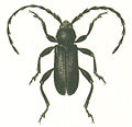 Profile Picture of Ropalopuson Wikipedia