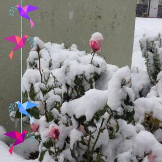 José Siles - Facebook Profile Picture of José Siles (@jose.siles.5283) on Facebook