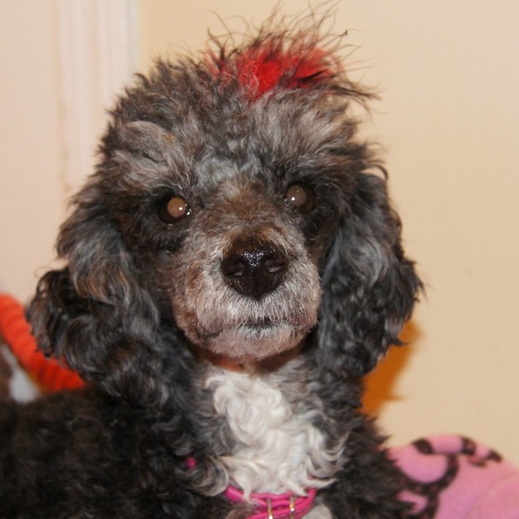 Profile Picture of Joann Davey (@rescuepups6) on Poshmark